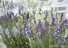 Zoals je kunt zien werkt deze soort ook goed in trio's.